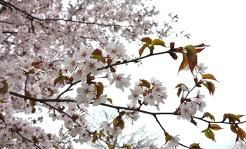 京極の桜.JPG